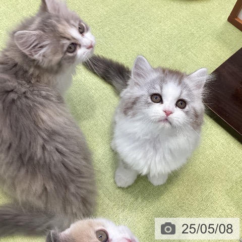 ラガマフィンの写真