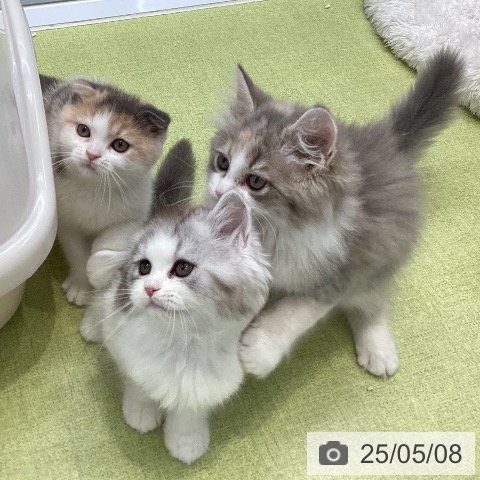ラガマフィンの写真