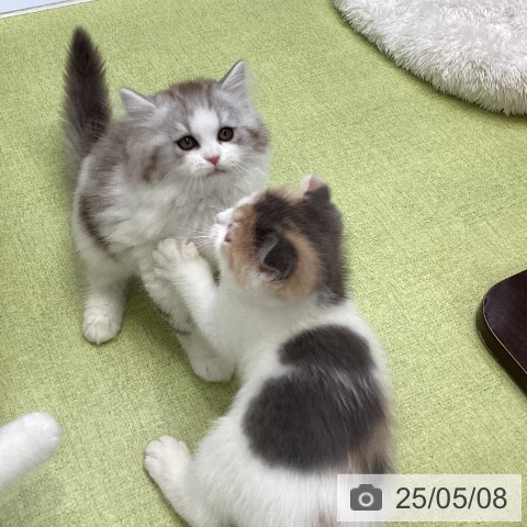 ラガマフィンの写真