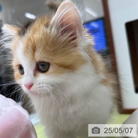 ラガマフィンの写真