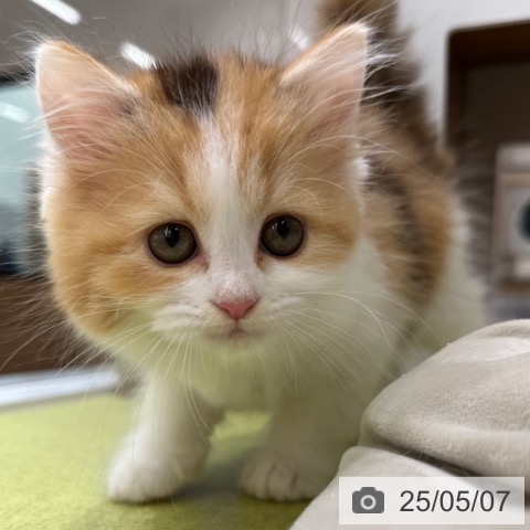 ラガマフィンの写真