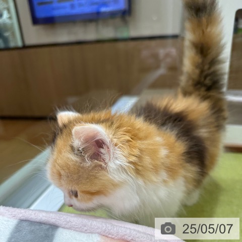 ラガマフィンの写真