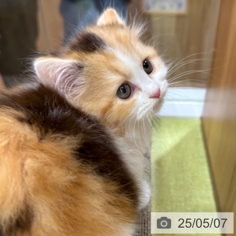 ラガマフィンの写真