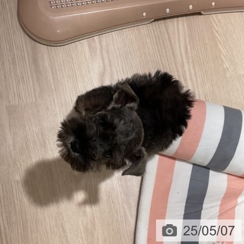 ミニチュア・シュナウザーの写真