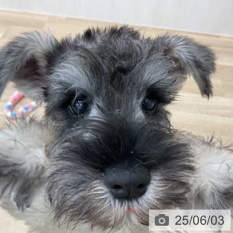 ミニチュア・シュナウザーの写真