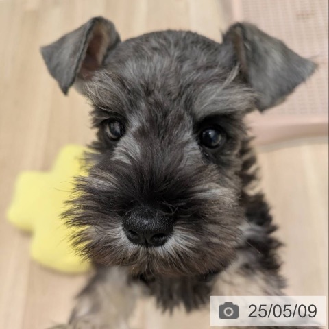 ミニチュア・シュナウザーの写真