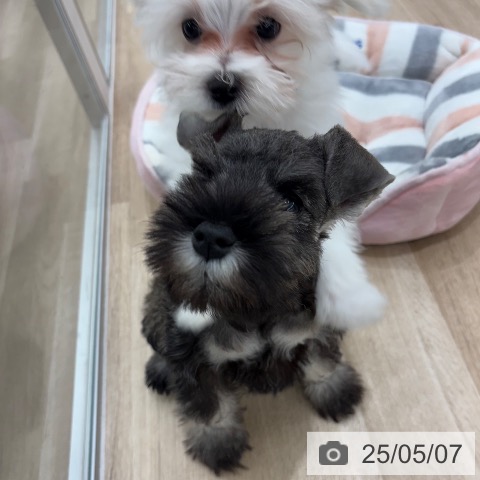 ミニチュア・シュナウザーの写真