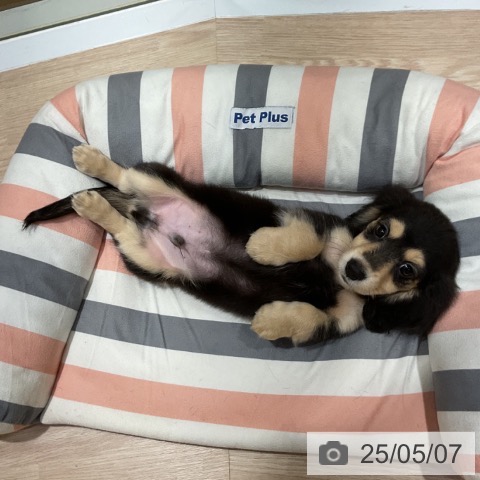 ミニチュア・ダックスフンドの写真