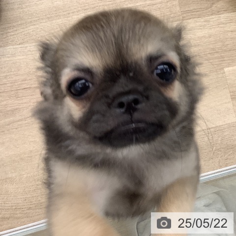 チワワの写真