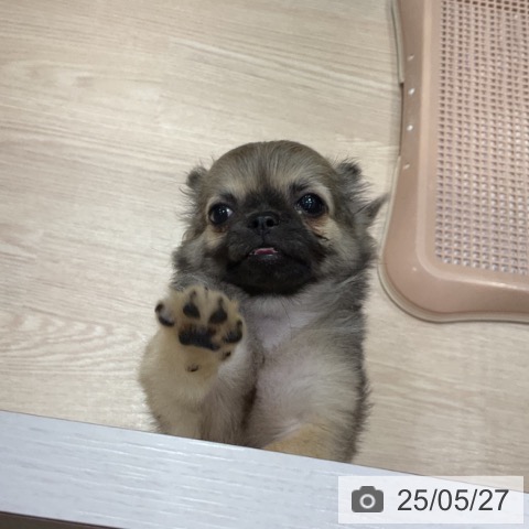 チワワの写真