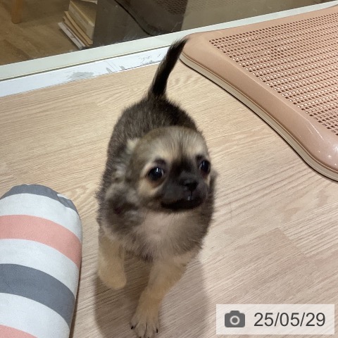 チワワの写真