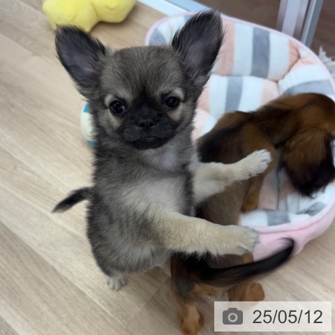 チワワの写真