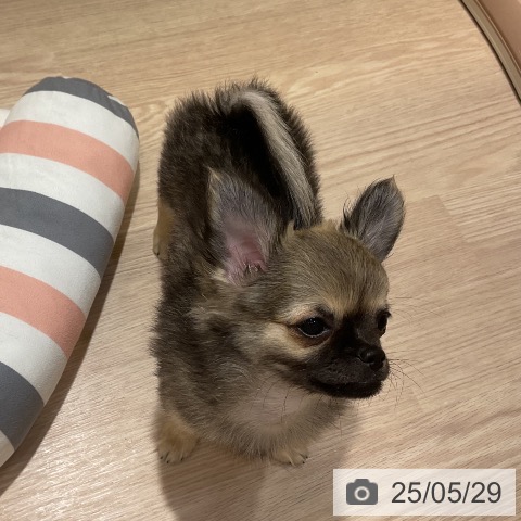 チワワの写真
