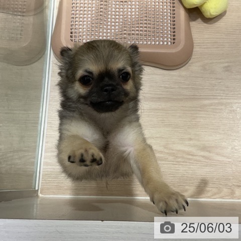 チワワの写真