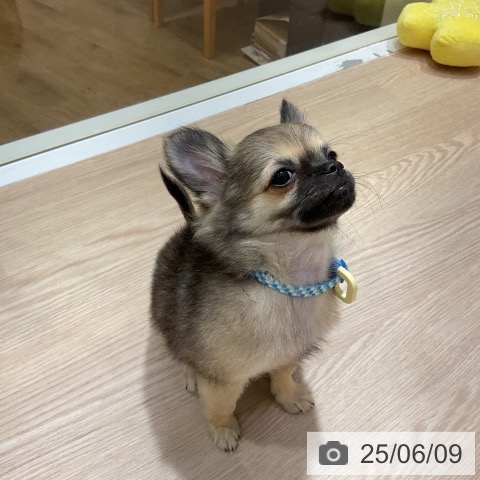 チワワの写真