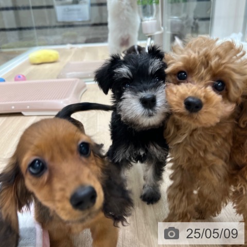 ミニチュア・シュナウザーの写真