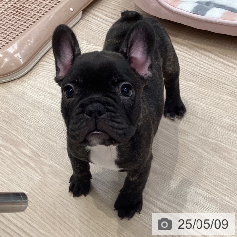フレンチ・ブルドッグの写真