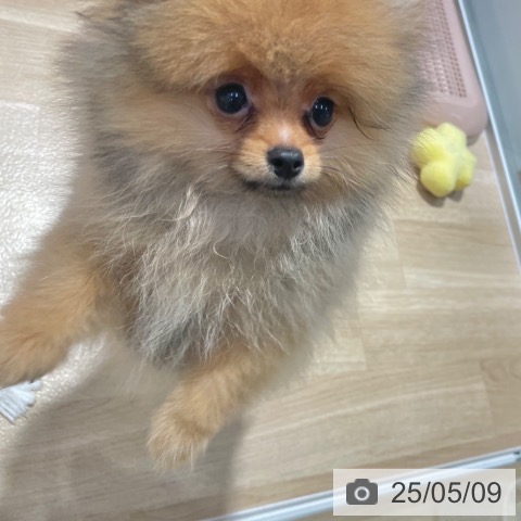 ポメラニアンの写真