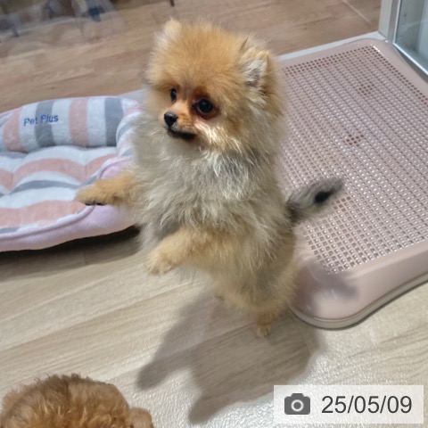 ポメラニアンの写真