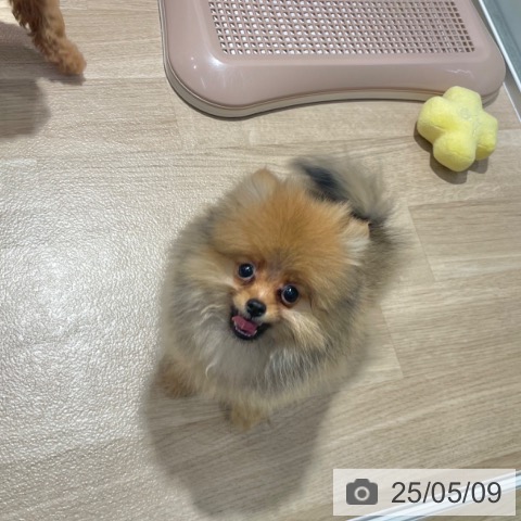 ポメラニアンの写真