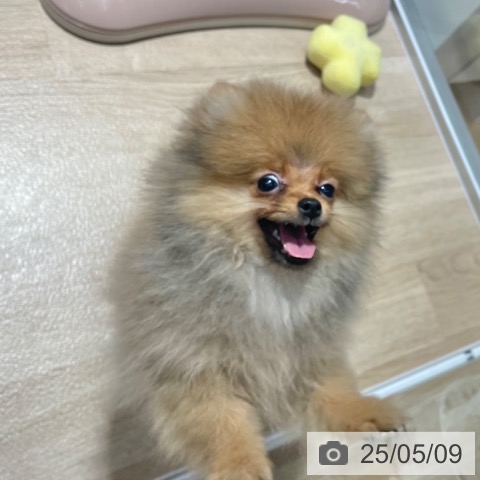 ポメラニアンの写真