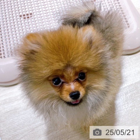 ポメラニアンの写真