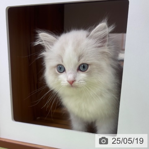 ラグドールの写真