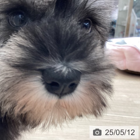 ミニチュア・シュナウザーの写真