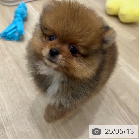 ポメラニアンの写真