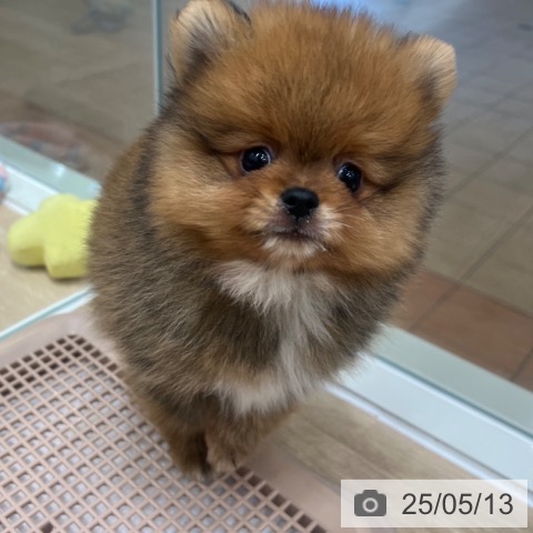 ポメラニアンの写真