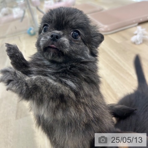 チワワの写真
