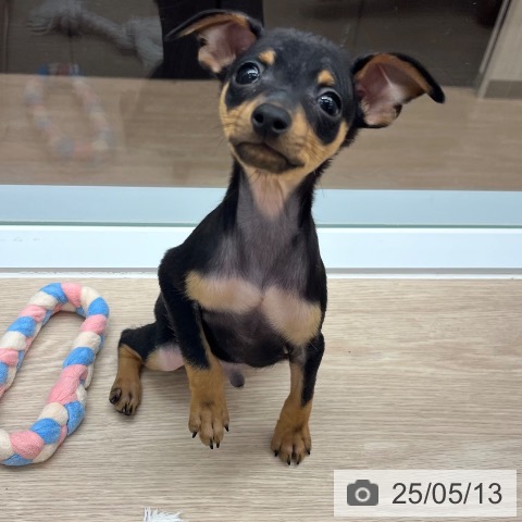 ミニチュア・ピンシャーの写真