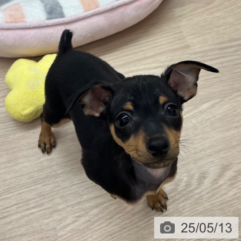 ミニチュア・ピンシャーの写真