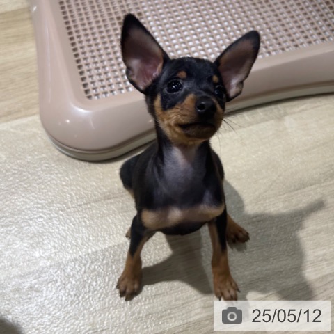 ミニチュア・ピンシャーの写真