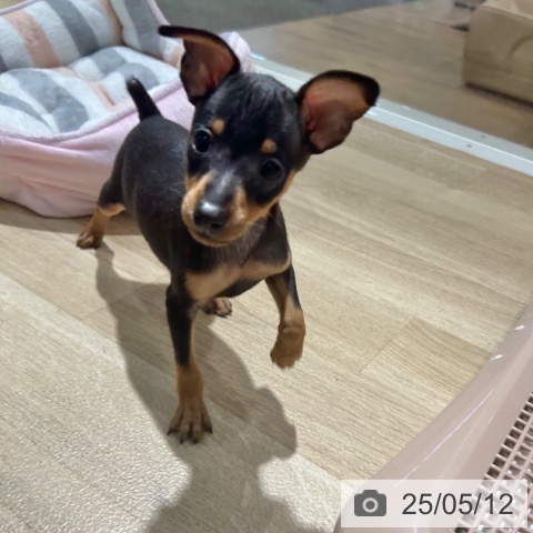 ミニチュア・ピンシャーの写真