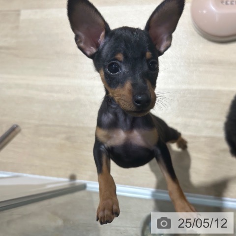 ミニチュア・ピンシャーの写真