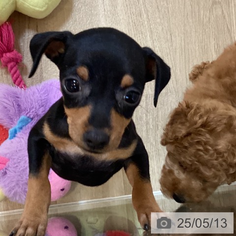 ミニチュア・ピンシャーの写真