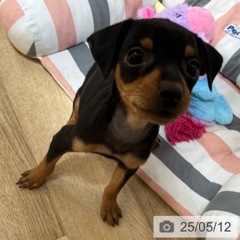 ミニチュア・ピンシャーの写真