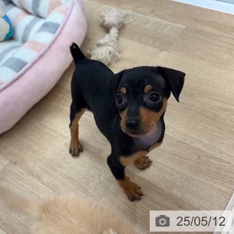 ミニチュア・ピンシャーの写真
