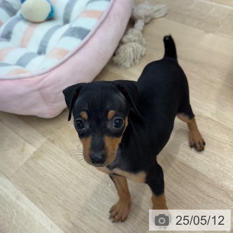 ミニチュア・ピンシャーの写真