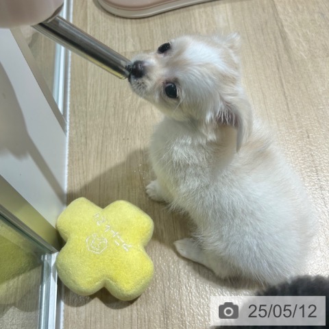 チワワの写真