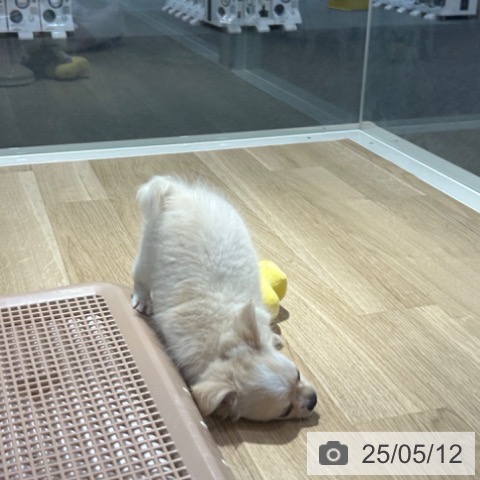 チワワの写真