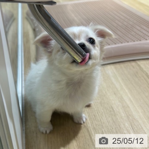 チワワの写真