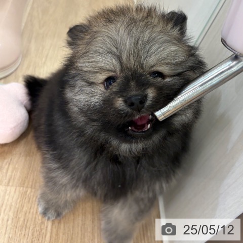 ポメラニアンの写真