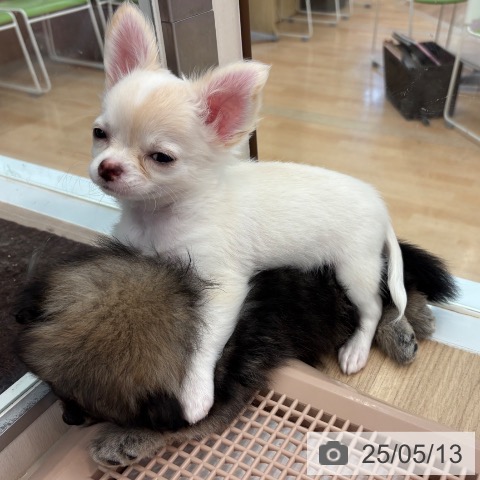 ポメラニアンの写真