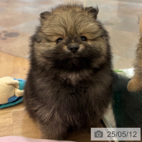 ポメラニアンの写真