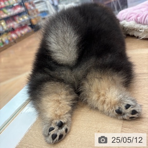 ポメラニアンの写真