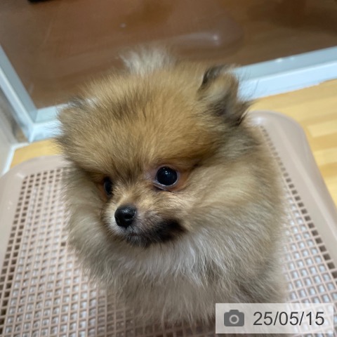 ポメラニアンの写真