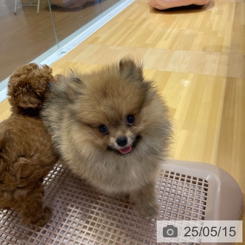 ポメラニアンの写真
