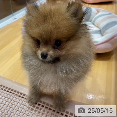 ポメラニアンの写真